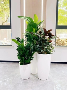 找花卉租摆服务？宁波慈溪，优质之选等你来！